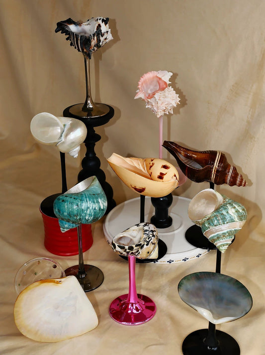 【IN Chaos】天然ホラガイ＆貝殻グラス