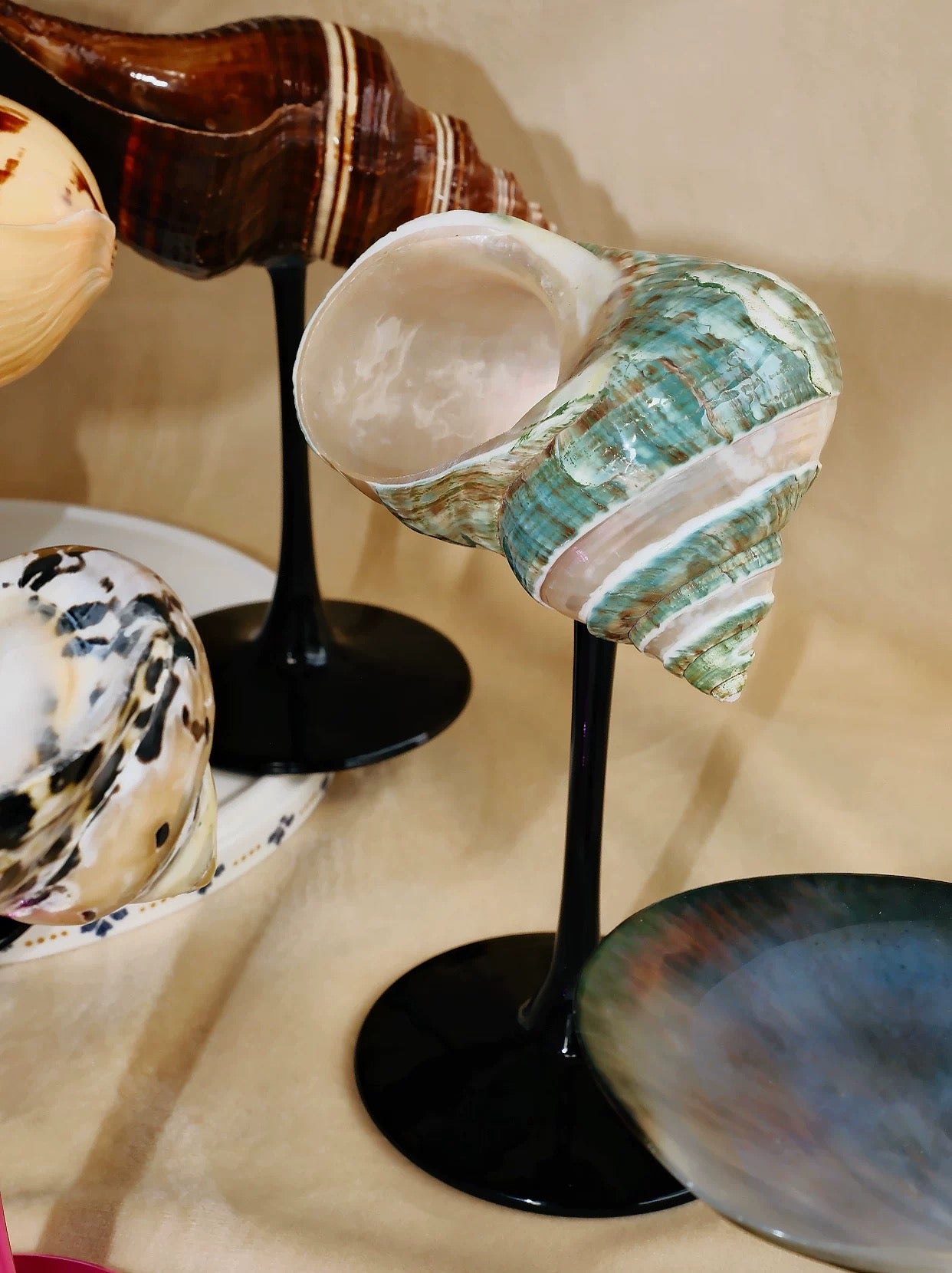 【IN Chaos】天然ホラガイ＆貝殻グラス