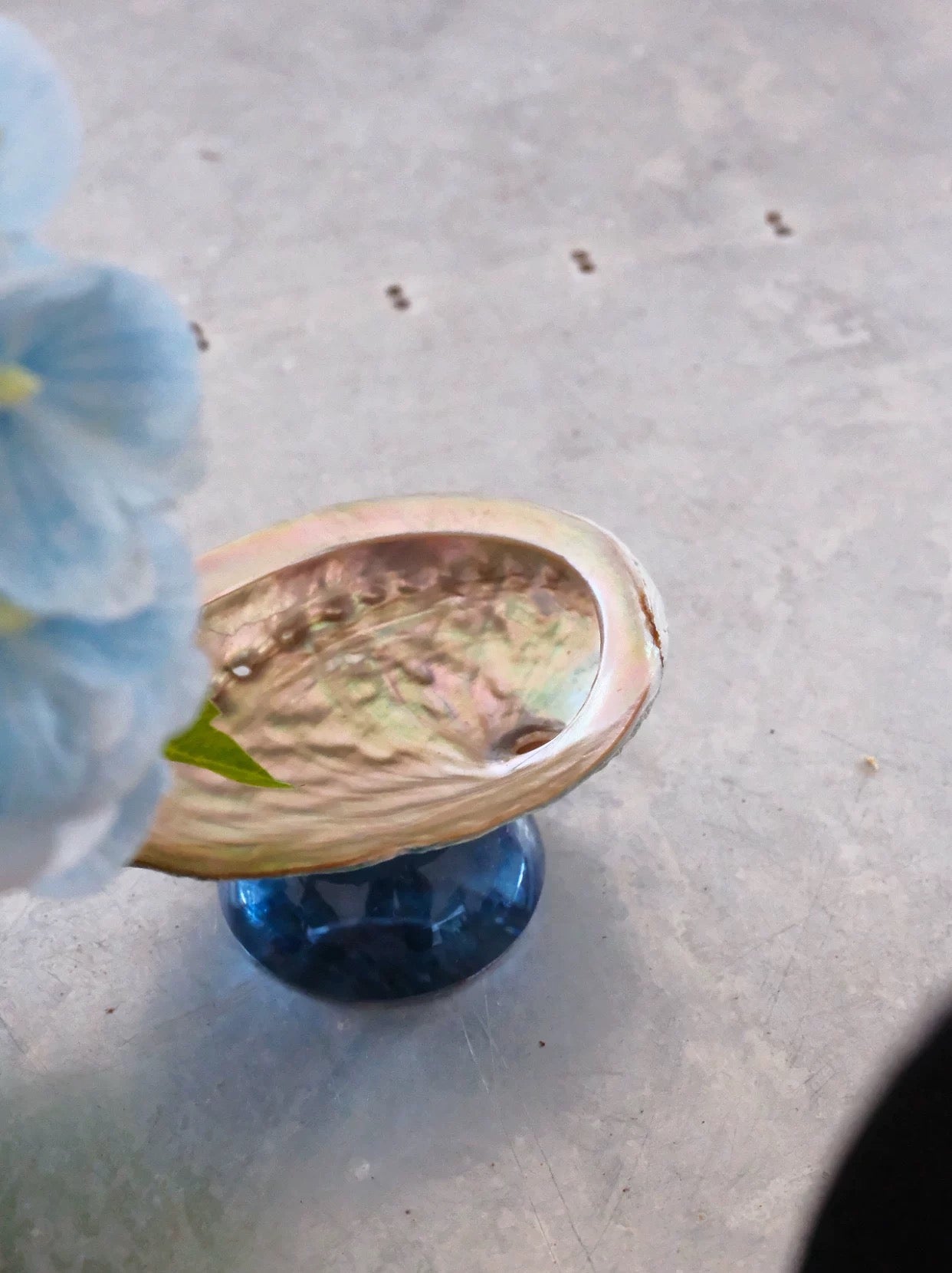 【IN Chaos】天然貝殻カラードガラストレー