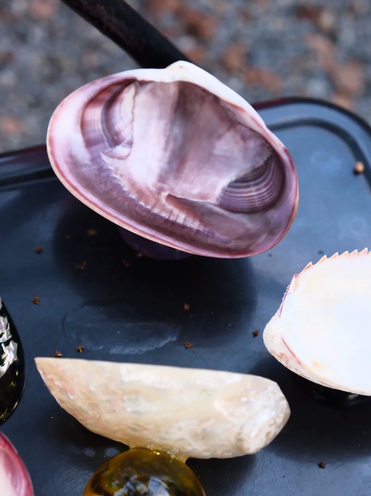 【IN Chaos】天然貝殻カラードガラストレー