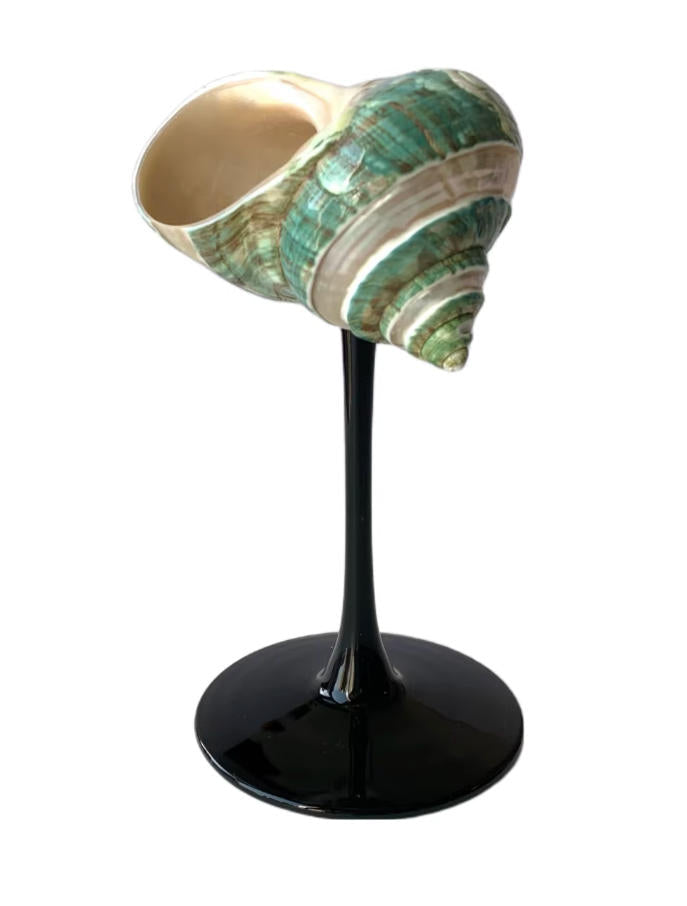 【IN Chaos】天然ホラガイ＆貝殻グラス