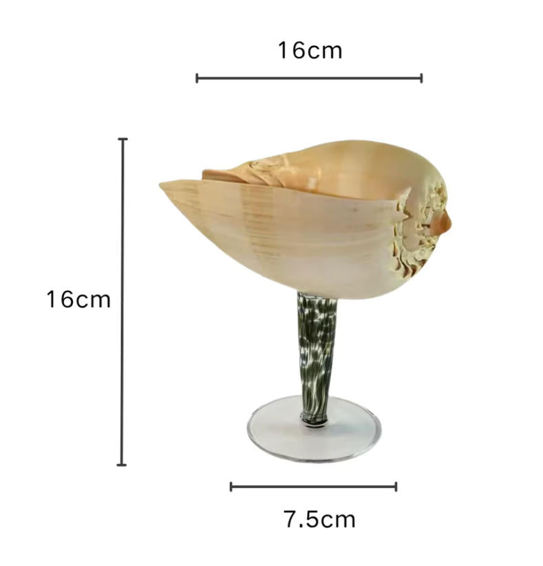 【IN Chaos】天然ホラガイ＆貝殻グラス