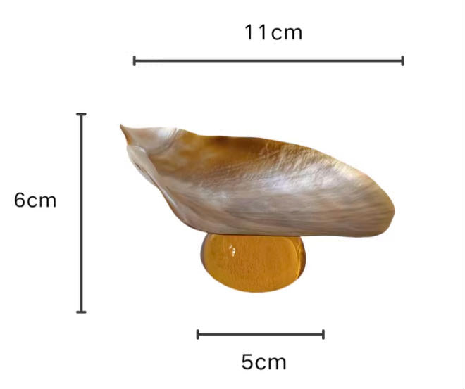 【IN Chaos】天然貝殻カラードガラストレー